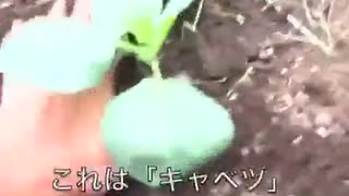 秋野菜の作付けをちょっと頑張る。