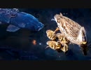 0529C①【魚の捕食からヒナを守る母】ハクセキレイの捕食、赤いカルガモと田んぼ、ホウネンエビ、ヘビトンボ