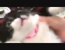 猫が口を開けた絶妙なタイミングで薬を食べさせた結果、何だか面白い声になってしまった猫さん