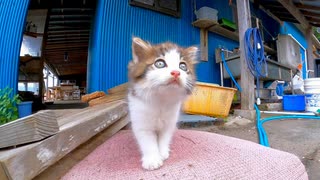 食堂の周りを探検する子猫がかわい過ぎる