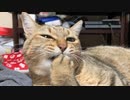 我慢できなかったようです…