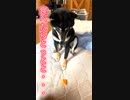 #豆柴 食べたらとっとと・・・　#柴犬のいる生活 #柴犬のいる暮らし #わんこ