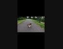 道路に落ちてる野良猫がかまってちゃんだった#Shorts【野良猫】【感動猫】