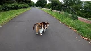 道路に落ちてる野良猫がかまってちゃんだった#Shorts【野良猫】【感動猫】