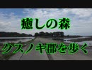 岩国市　クスノキ巨樹郡！