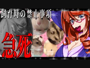 ハムスター飼育時の禁止事項「急死」。