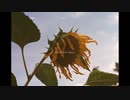 【オリジナルMV】ドライフラワー【歌ってみた】