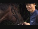 ホモと見る何にも動じずフランスの草を貪り尽くす馬