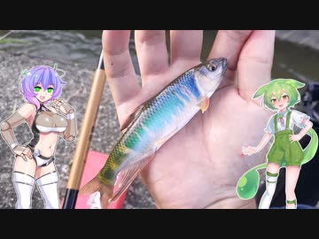 復帰したので腕試しにハエ釣り