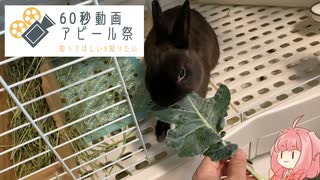 【ウサギ】うさうさざつだん　60秒動画アピール祭【琴葉茜】