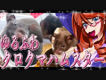 ゆるふわ　クロクマハムスター。14