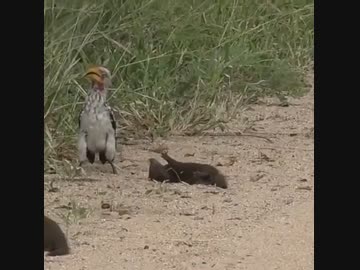 ホモと見る　わざわざ近付いてから死んだフリを仕掛けるマングース