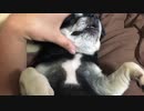 チワワのみゆちゃん