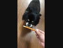 チワワのみゆちゃん
