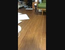 チワワのみゆちゃん
