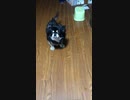 チワワのみゆちゃん