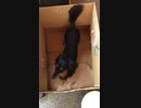 保護犬のわんちゃん達