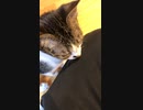 保護猫の猫ちゃん達