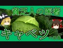 【ゆっくり解説】キャベツの栄養について解説！