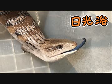 アオジタトカゲに日光浴