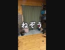 野生ってなんだっけ？ #豆柴 #柴犬 #mameshiba