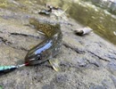 【北海道渓流釣り】久しぶりに渓流に来たらそこは癒しの空間だった！【ニコニコ渓流部】