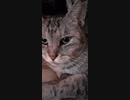 おはよう　ねこ