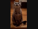 ねこ
