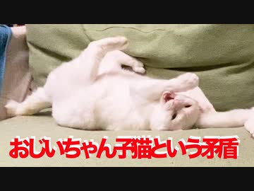 おじいちゃん子猫、孫子猫にしっぽであやされる