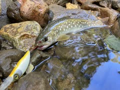 【北海道渓流釣り】久しぶりに渓流に来たらそこは癒しの空間だった！【ニコニコ渓流部】