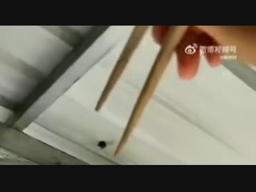 ホモと見る　ミツバチを襲うスズメバチの退治を極めすぎた海外の養蜂家