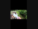 野良猫にねこじゃすり使ったら予想外の威力だったｗ#Shorts【野良猫】【感動猫】