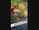 ホモと見る　おっさんvsワニ