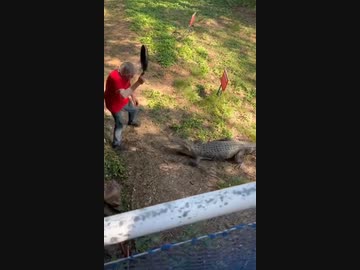 ホモと見る　おっさんvsワニ
