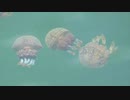 ある日の桜島（その３４２）＜与次郎長水路のクラゲ達を眺めた＞