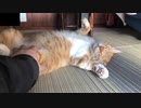 ポヨポヨお腹の猫