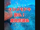 キンメモドキ群れ・沖縄ダイビング