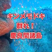 キンメモドキ群れ・沖縄ダイビング