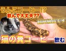 「ネコのうんこコーヒー」実際どうなのか、料理人が飲んでみた！