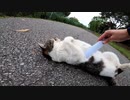 このポーズする猫は全国共通なのか？【野良猫】【感動猫】