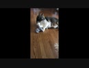 マタタビで酔わない猫が好きな物