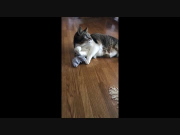 マタタビで酔わない猫が好きな物