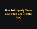 How To Properly Clean Your Dog's Bed (Helpful Tips)