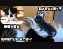 お薬を飲み終えた子猫はひっくり返って母に甘える