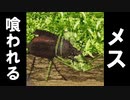 【実況】ムシキングさん、目の前でカマキリに嫁を食べられてしまうwwww【甲虫王者ムシキング グレイテストチャンピオンへの道２】part21