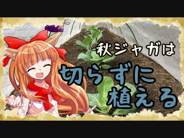 【百姓物語】秋ジャガは切らずに植える～ニートの家庭菜園日記～【４日目】
