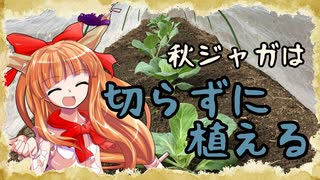 【百姓物語】秋ジャガは切らずに植える～ニートの家庭菜園日記～【４日目】