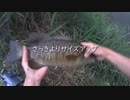 【悲報】埼玉の清流・高麗川にブラックバスが大量発生　徹底的に駆逐する