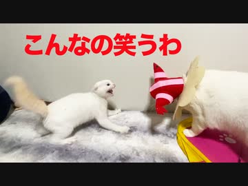 【猫】おじいちゃんのコスプレにガチギレする孫