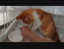 【保護猫】猪に襲われた子猫を保護しました きなこの日常 #16